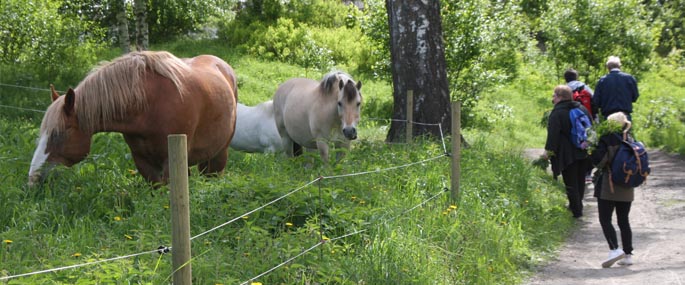 Hilser på hestene