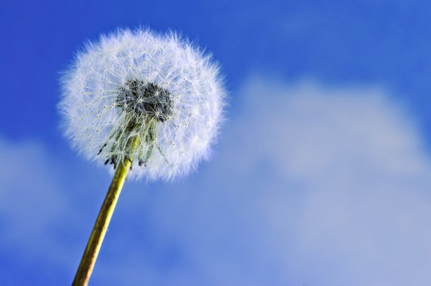 Dandelion close up on blue sky background