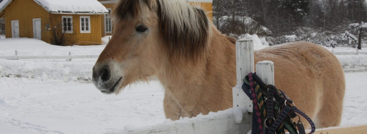 Hest_2